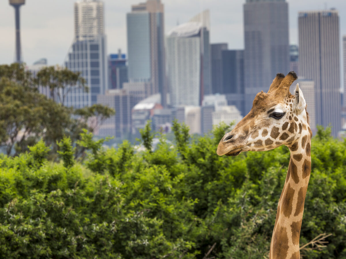 Want to run your own zoo? Here’s what you need to know